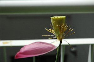 (nXU)