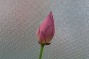 (nX̂ڂ)