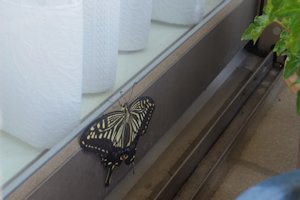 (AQn)