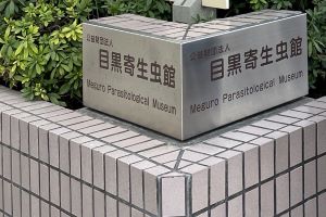 (ڍ񐶒)