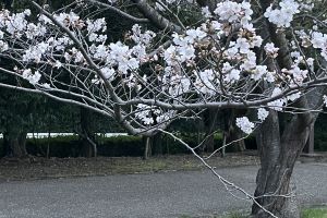 (炫n߂)
