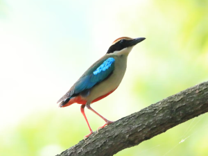 (ヤイロチョウ)