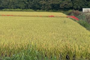 (6�����c�A���̈�)