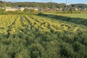 (7�����c�A���̈�)