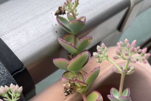 (�~�Z�o���Ƀ~�m���V)