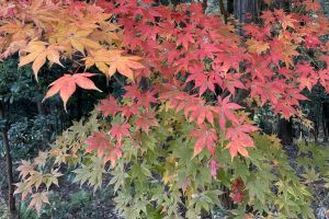 (�ŏ�R�̍g�t)