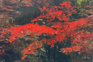 (�ŏ�R�̍g�t)