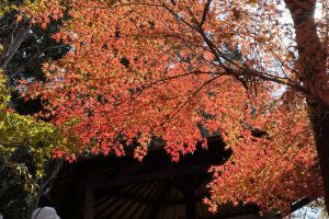 (�ŏ�R�̍g�t)