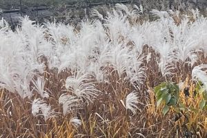 (�͂ꂷ����)