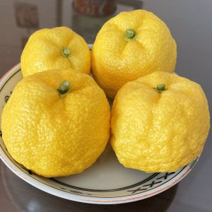 (���N���n�����M�q)