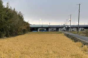 (12�������n)