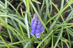 (���X�J��)