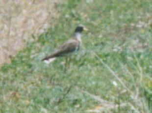 (Lapwing4 300~220)