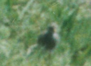 (Lapwing5 300~220)