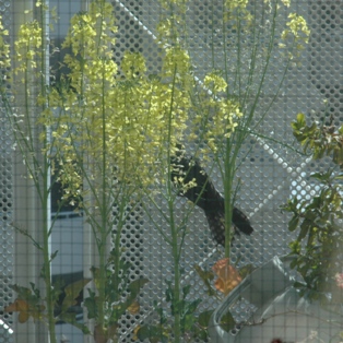 (ubRHׂqh)