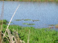 (IjoX)