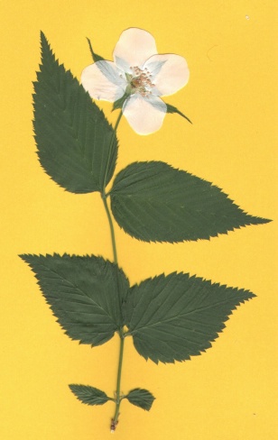(yamabuki;254~354)